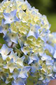 Hydrangea Beautiful Flowers Hydrangea Flower Flower Beauty