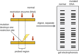 visualizing and characterizing dna rna and protein