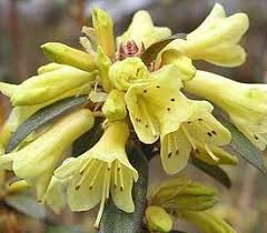 R Yellow Hammer Rhododendron