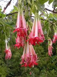 Alba Earring Flower Fuchsia Boliviana Alba Fuchsia Flowers Fuchsia Plant Beautiful Flowers