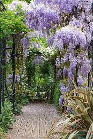 Wisteria Sinensis Climbing Over A Colonnade The Garden Rooms At Rhs Garden Wisley Purple Plants Plants Garden Room