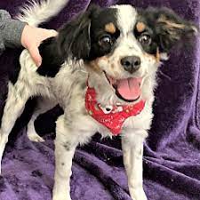 It might sound strange at first. Adopted Pets At Alpha Dog Pet Rescue Henderson Nv In Henderson Nevada