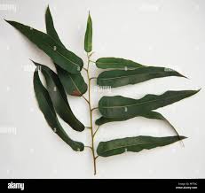 Image result for Eucalyptus citriodora