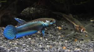 Betta Unimaculata Sparring Youtube