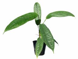 Image result for Limeum argute-carinatum