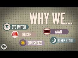 Our Bodies Do A Lot Of Weird Things And Many Of Them Are Completely Involuntary Why Do We Often Jerk Our Bodies Awake Right With Images Science Lesson Educational Videos