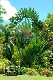 Tropischer Garten Tropischer Garten Tropical Garden Source By Camwhite2005 Garten Tropisch Tropik Bahce Arka Bahce Peyzaj Duzenlemesi Peyzaj Tasarimlari