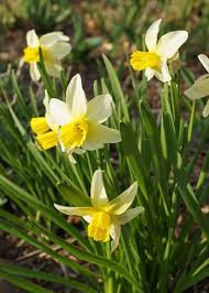 Narcissus Jack Snipe A Cyclamineus Narcissus Daffodils Flower Garden Spring Flowers