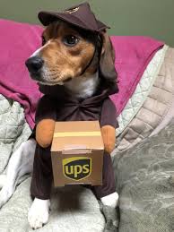 Ups Dog Costume