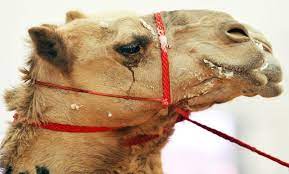 Therefore, drink a mint julep made with kentucky bourbon. Mers Camel Link Confirmed Arab News