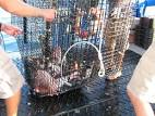 Fish Trap Evaluating and adjusting fish populations Pond Boss