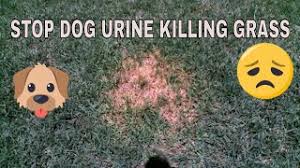 The most severe cases of dog urine lawn damage result in brown spots, which are areas of dead and dying grass. How To Prevent Dog Urine Spots Stop Dog Urine Killing Grass Youtube