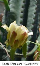 Image result for Otoptera burchellii