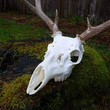 D I Y European Skull Mount Deer Mounts Pressure Washing Outdoor