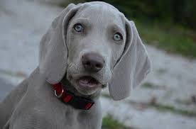 They tend to adore their families but selective with strangers. 8 Dogs That Are Similar To Dobermans With Pictures Doggie Designer