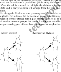 However, there are a number of differences. Impact Of Division Axis And Symmetry On The Shape Of Plant Cells In Download Scientific Diagram