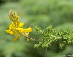 Image result for Adenocarpus