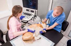Know When Your Pet Needs a Veterinary Cardiologist