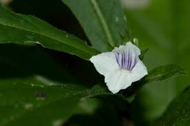 Image result for Neuracanthus africanus