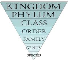 Animal Classification Hirearchy Lessons By Mensa Classifying Animals Animal Classification Animal Classification For Kids