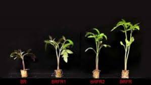 On the other hand, ir light can increase vitamin c and sugar levels. How Far Red Light Enhances Density Of Tomato Seedlings Greenhouse Grower