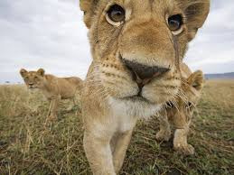 Little Baby Lions Animals Baby Animals Animals Beautiful