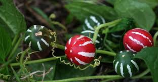 Image result for Diplocyclos