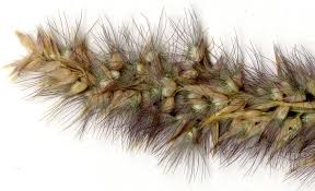 Image result for Enneapogon cenchroides