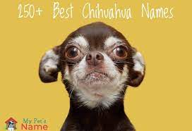 250 Best Chihuahua Names For Your Tiny And Adorable Chi