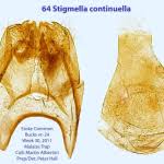 Image result for Stigmella continuella
