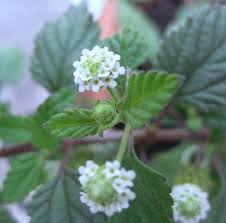 Image result for Lippia somalensis
