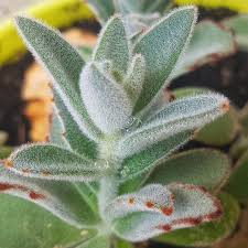 Panda Plant Kalanchoe In 2020 Plants Windowsill Garden Nature Plants