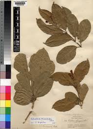 Image result for Schrebera trichoclada