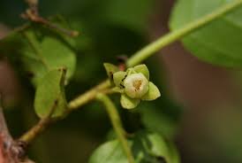 Image result for Diospyros loureiriana