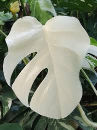 Rare White Monstera Deliciosa Liebm Seeds Plants Variegated Plants Monstera Deliciosa