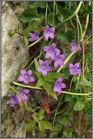 Irish Wildflowers Adria Bellflower Trailing Bellflowers Likes Moist Well Drained Soil In Full Sun Great Vigoro Wild Flowers Irish Flower Trees To Plant