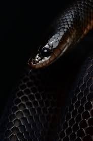 This snake is very deadly and respiratory failure or heart attack typically occur in humans 30 min. Mussurana By Mehelya On 500px Snake Wallpaper Black Mamba Snake Snake