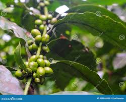 Image result for Coffea sp. A