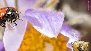 Naturalists enjoy the migrating birds and vast numbers of prairie grasses and wildflowers at pelican lake recreation area. Enjoy Little Wings On The Prairie Tomorrow At Oahe Downstream Recreation Area Opera News