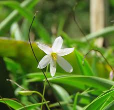 Image result for Xerophyta