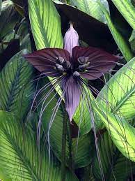 Black Bat Flower Rare Flowers Bat Flower Unusual Plants