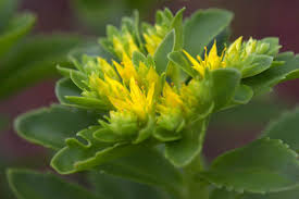 Image result for Aizoon virgatum