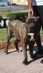 Cane corso puppies for sale. Beautiful Cane Corso Puppies For Sale In Orlando Florida Classified Americanlisted Com
