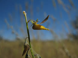 Image result for Crotalaria sphaerocarpa