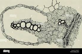 Image result for Asplenium mannii