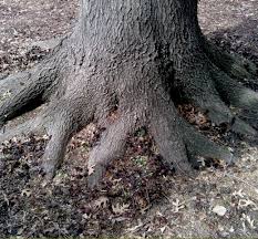 If the roots close to the base of the trunk are encouraged, these surface roots will develop. Dirt Doctor Library Topics