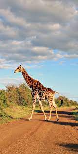 Giraffe Crossing The Street At Kruger National Park In South Africa C Sabrina Iovino Via Just1wayticket South Africa Animals Africa Animals Wildlife Safari
