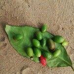 Image result for Gnetum africanum