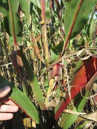 The underside of the leaves are turning purple, lower leaves turning yellow with purple veins. Grain Crops Update Red Corn Leaves And Stalks
