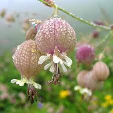 Floracopeia On Instagram A Flower Essence Captures The Qi Or The Life Force Of A Flower Through The Use Of Unusual Flowers Beautiful Flowers Amazing Flowers
